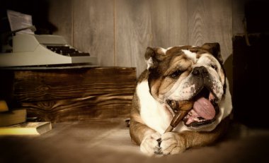 İngilizce bulldog retro tarzı