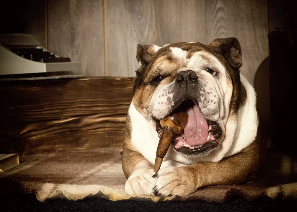 İngilizce bulldog retro tarzı