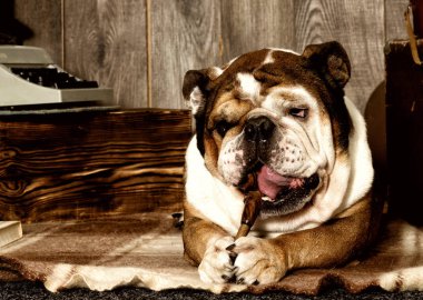 İngilizce bulldog retro tarzı