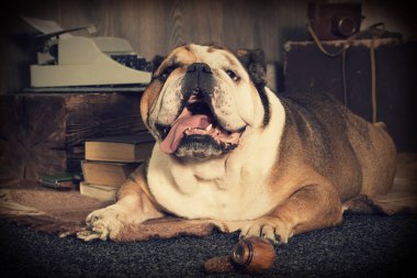 İngilizce bulldog retro tarzı