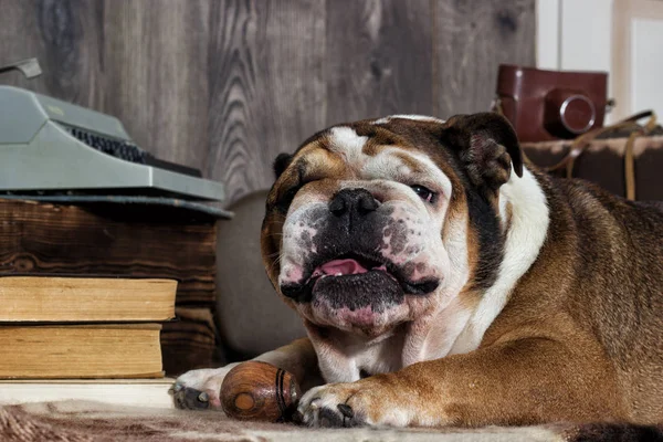 İngilizce bulldog retro tarzı