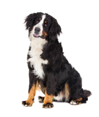 Bernese dağ köpeği beyaz zemin üzerine
