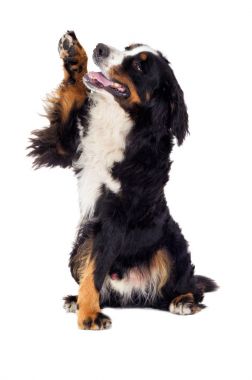 köpek pençe verir 