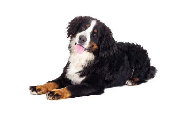 Berner Sennenhund in voller Länge auf weißem Hintergrund — Stockfoto