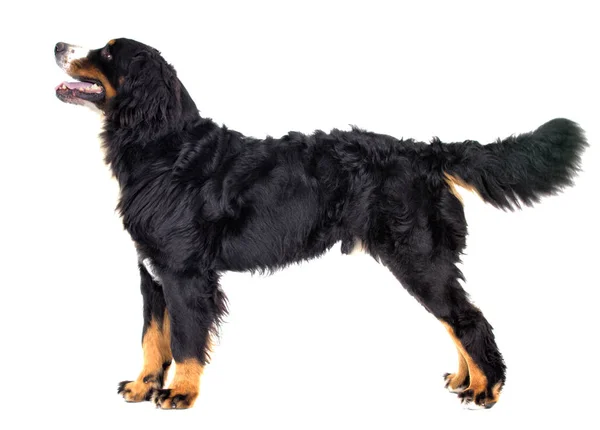 Bernese Mountain Dog in full growth looks sideways on a white ba — Stock Photo, Image
