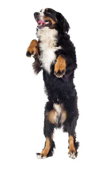 Dog stands on its hind legs — Stock Photo, Image