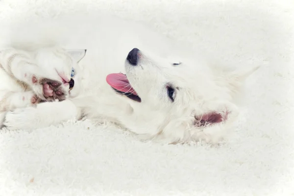 Chaton et chiot étreignant sur un tapis moelleux — Photo