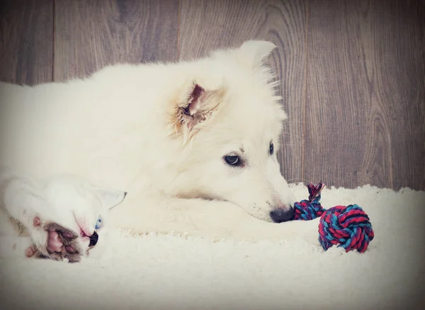 子猫と子犬 — ストック写真