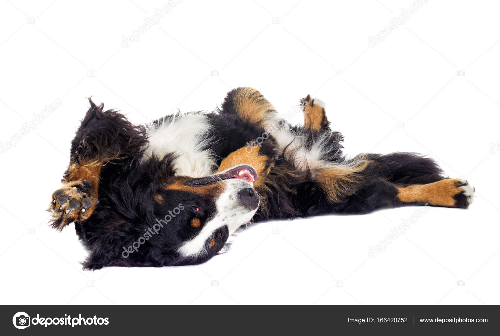 Hund auf dem Rücken liegend — Stockfoto © gurinaleksandr 166420752