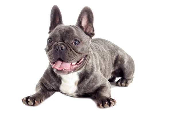 French Bulldog Dog Full Length White Background — Stock Photo, Image