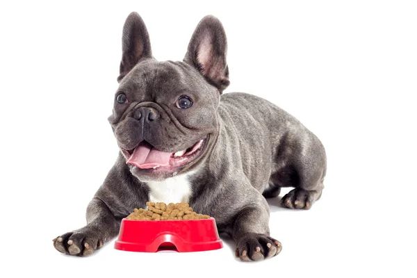 Cão faminto e uma tigela de comida seca — Fotografia de Stock
