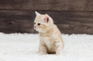 Ahşap arka plan üzerinde yavru kedi