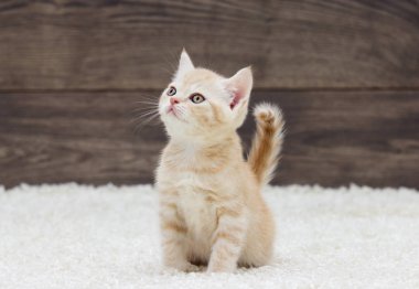 çizgili kedicik yana doğru görünüyor