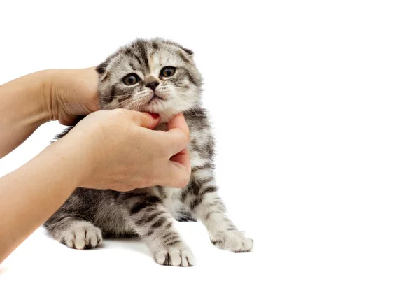 Manos humanas están acariciando a un gatito británico —  Fotos de Stock