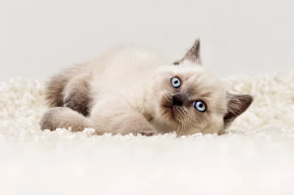 Tüylü bir halı üzerinde yavru kedi — Stok fotoğraf