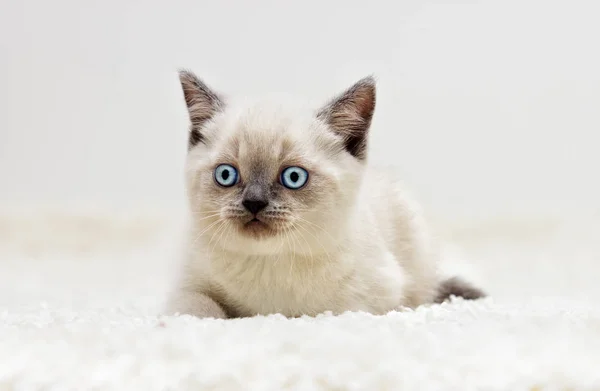 İngiliz yavru kedi tüylü bir halı üzerinde yatıyor — Stok fotoğraf