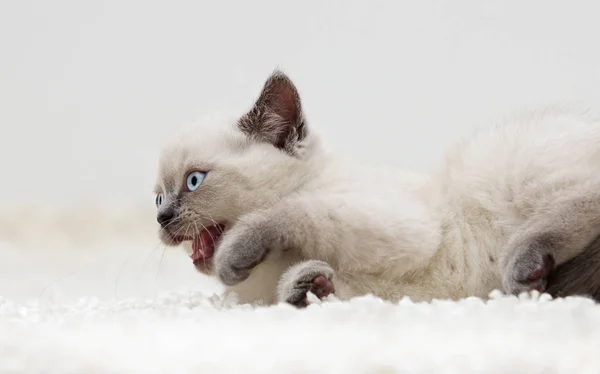 Kotka Brytyjska leży na puszysty dywan — Zdjęcie stockowe