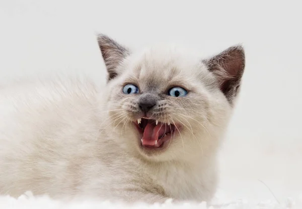 British Kitten Meows Gray Background — 스톡 사진
