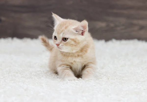 Britse Kitten Permanent Een Pluizig Tapijt Een Houten Achtergrond — Stockfoto