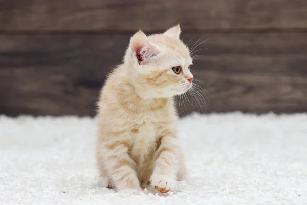 Britisches Kätzchen auf einem flauschigen Teppich und einem hölzernen Hintergrund — Stockfoto