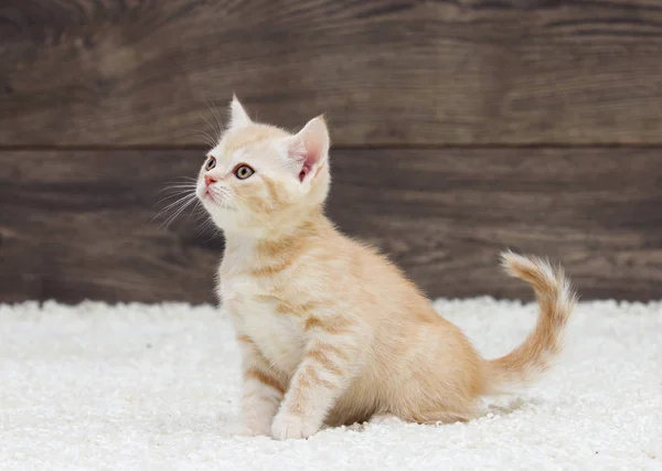 Çizgili yavru kedi görünüyor — Stok fotoğraf