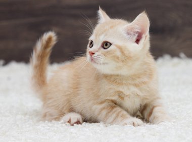 çizgili kedicik yana doğru görünüyor