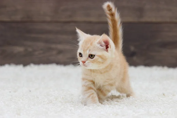 Полосатый котенок смотрит боком — стоковое фото