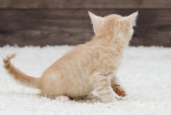 Gatito tabby de pie hacia atrás —  Fotos de Stock