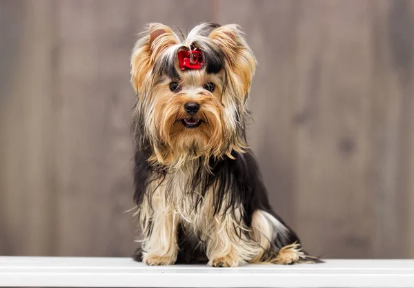 Yorkshire terrier hond op een houten achtergrond — Stockfoto