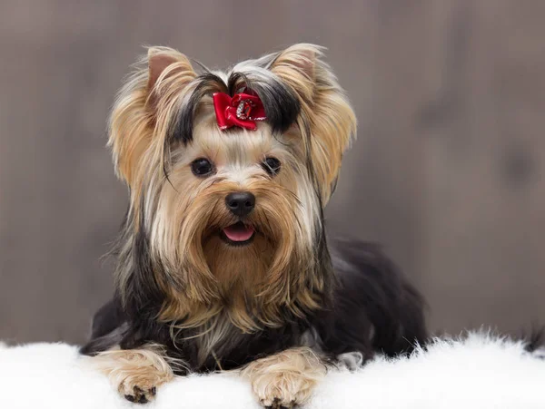 Pies z Yorkshire Terrier — Zdjęcie stockowe