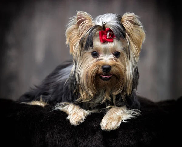 ヨークシャー テリア犬 — ストック写真