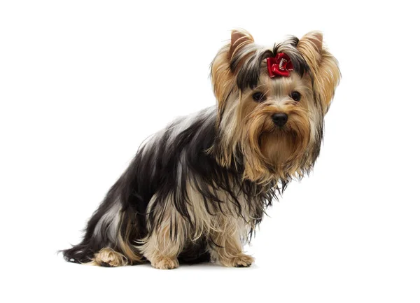 ヨークシャーテリア犬 — ストック写真