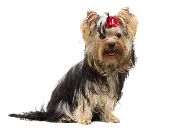 Yorkshire terrier hond op witte achtergrond — Stockfoto