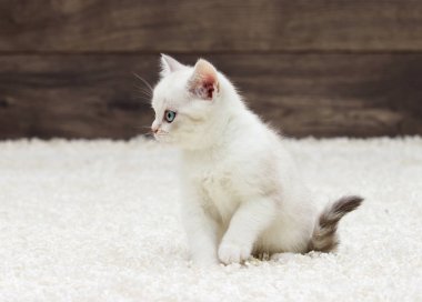 İngiliz düz yavru kedi kulakları 