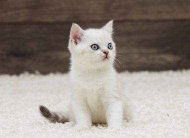 İngiliz düz yavru kedi görünüyor kulaklar