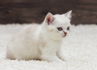 İngiliz düz yavru kedi görünüyor kulaklar