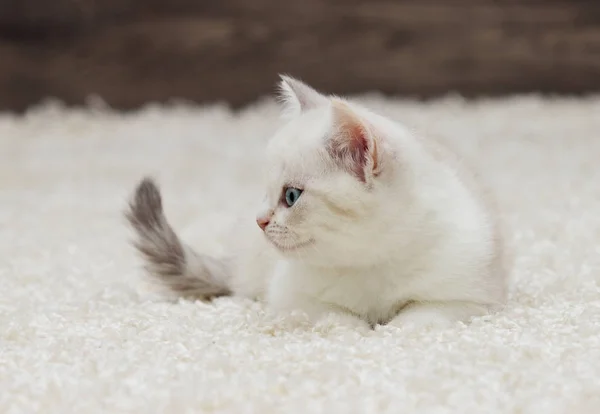 Британские прямые уши котенка выглядит — стоковое фото