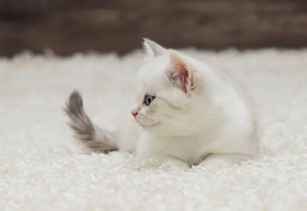 Britânico direto gatinho orelhas olha — Fotografia de Stock