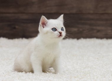 İngiliz düz yavru kedi görünüyor kulaklar