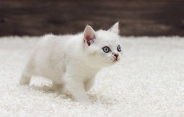 İngiliz düz yavru kedi görünüyor kulaklar