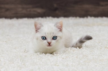 İngiliz düz yavru kedi görünüyor kulaklar