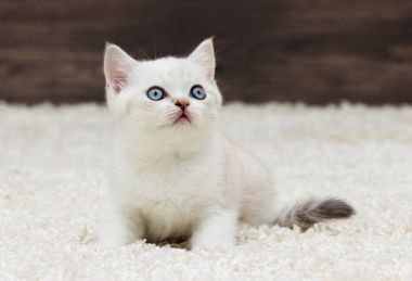 İngiliz düz yavru kedi görünüyor kulaklar