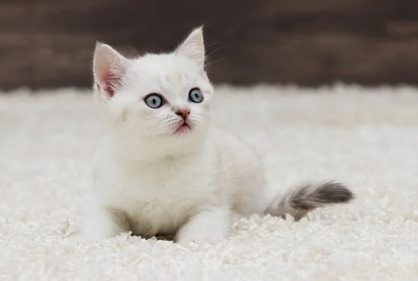 영국 연속 고양이 귀 모습 — 스톡 사진