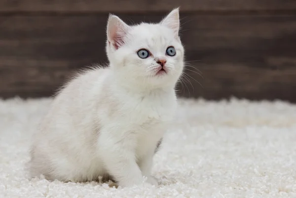 Британские прямые уши котенка выглядит — стоковое фото