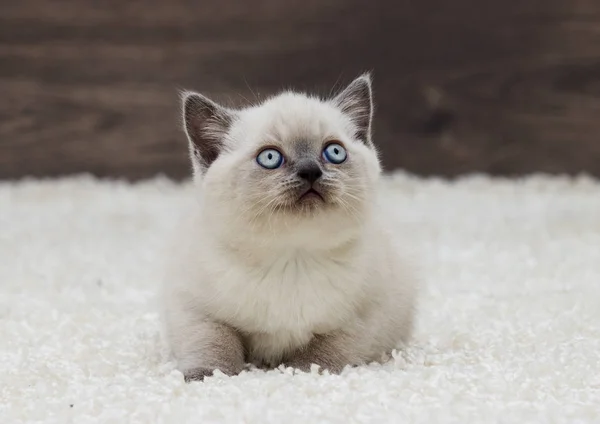 İngiliz düz yavru kedi görünüyor kulaklar — Stok fotoğraf