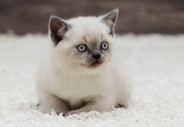 British straight kitten ears looks — Stock Photo, Image
