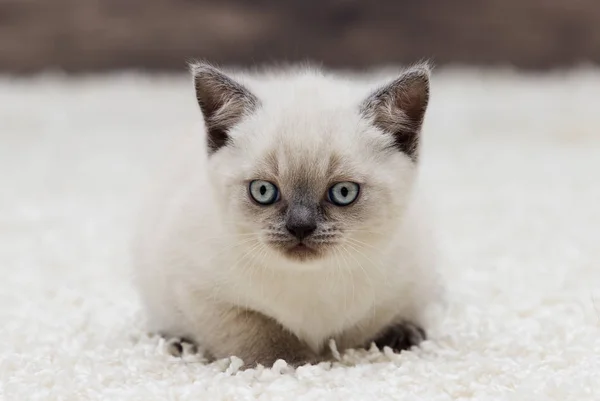 British straight kitten ears looks — Stock Photo, Image