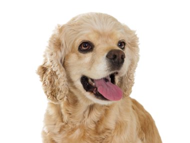 Amerikan cocker spaniel portresi 