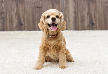 Amerikan cocker spaniel oturma ve seyir 