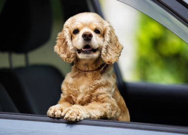 köpek araba pencereden atarak